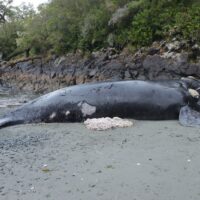 Cria ballena franca austral muerta por enmalle en Melinka